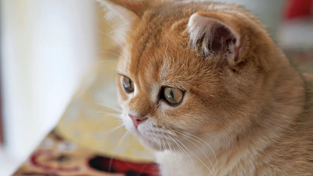 British Shorthair Maması ve Beslenmesi yazısının kapak görseli