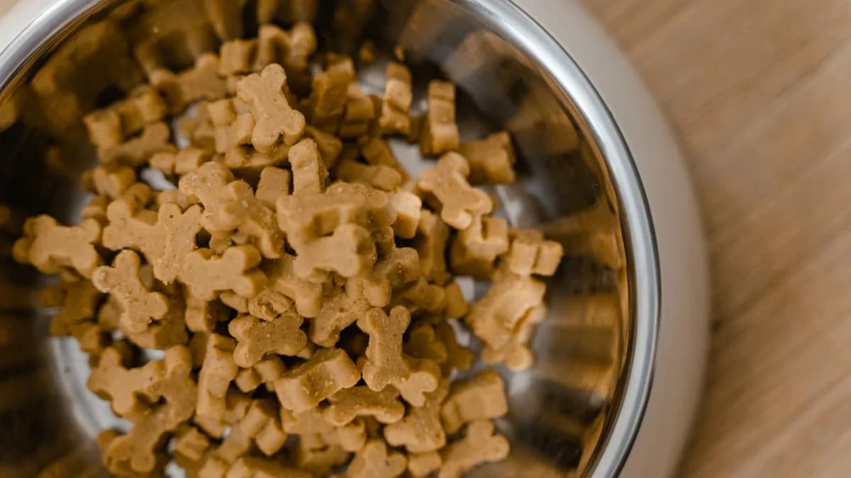 Büyük Irk Köpek Maması Seçimi yazısının kapak görseli