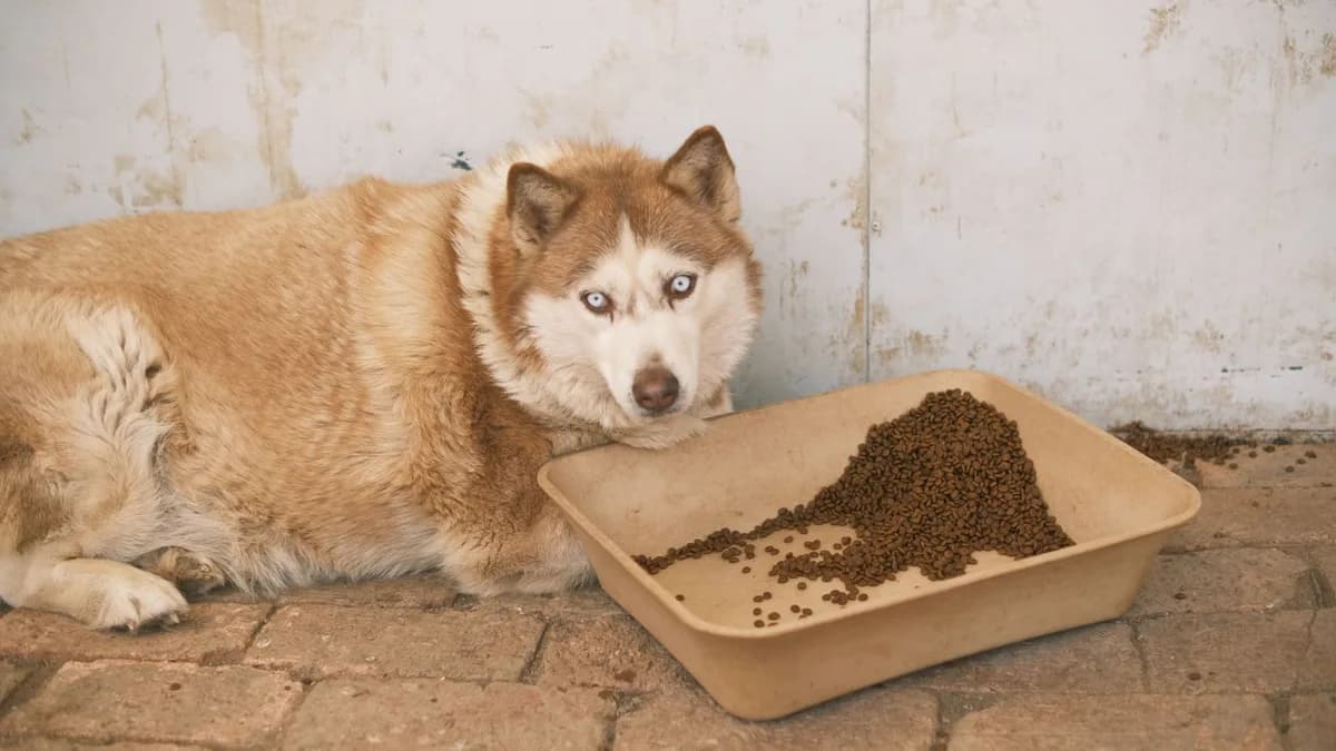 Husky Maması ve Beslenmesi yazısının kapak görseli