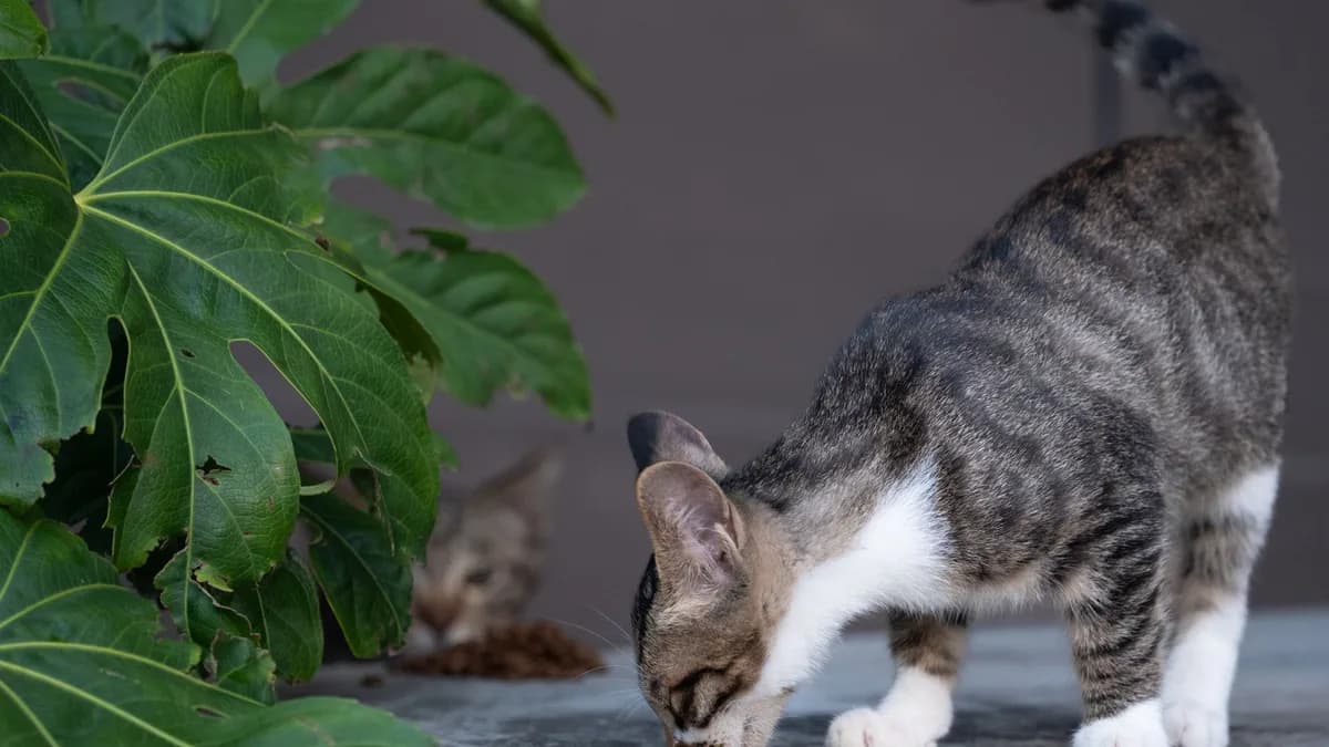 Kedi Maması Nasıl Seçilir? Kaliteli Mama Rehberi yazısının kapak görseli