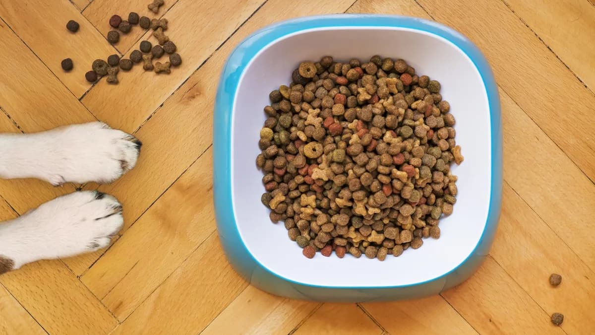 Kısırlaştırılmış Köpek Maması ve Beslenmesi yazısının kapak görseli