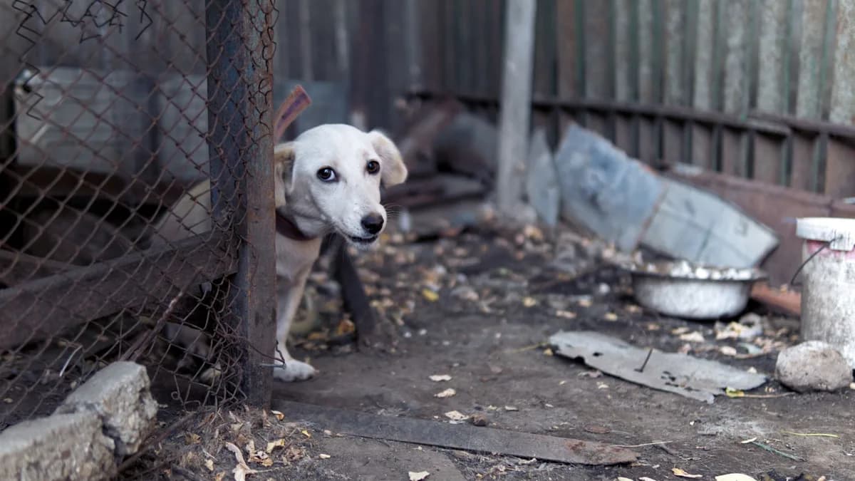 Köpeğim Neden Mama Yemiyor? İştahsızlık Nedenleri yazısının kapak görseli