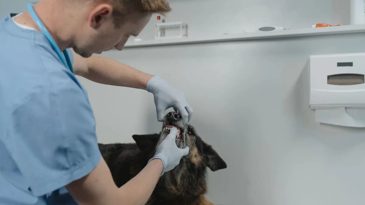 Köpek Diş Sağlığı ve Diş Taşı Temizliği yazısının kapak görseli