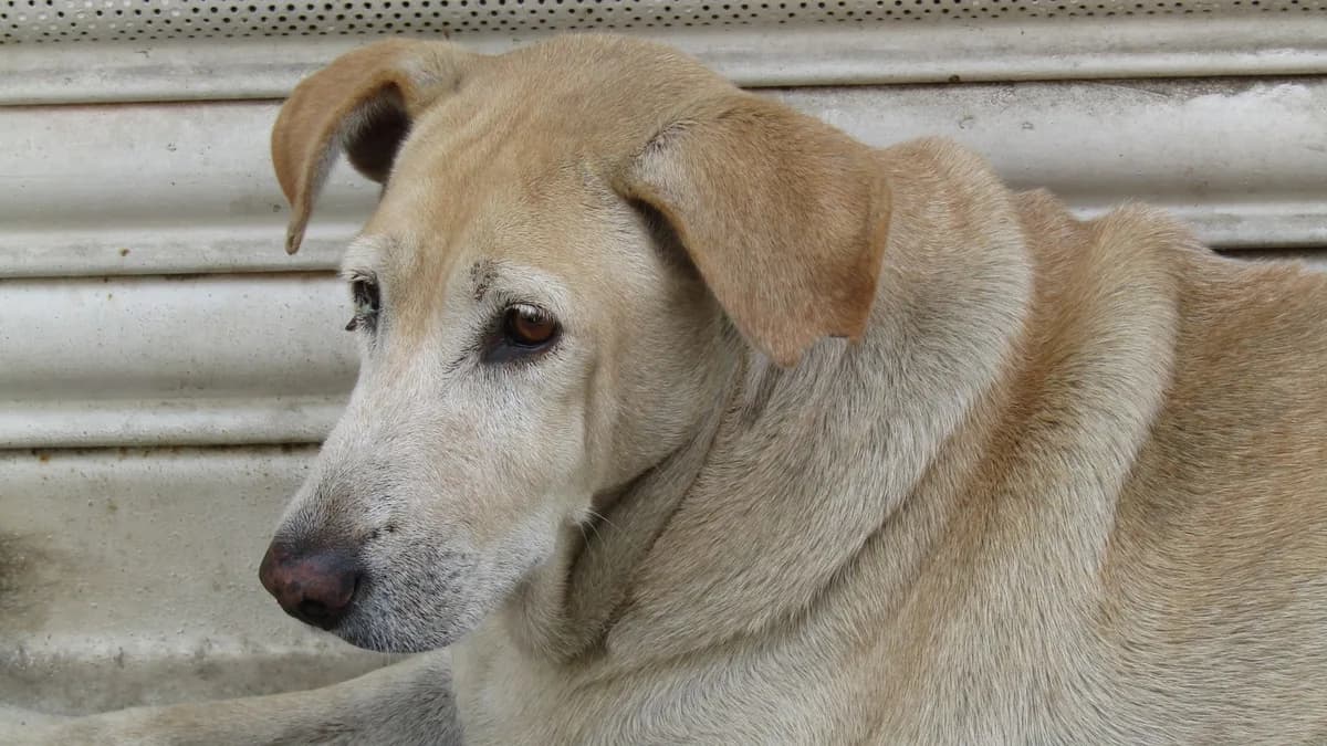 Kilolu Köpekler İçin Diyet ve Mama Seçimi yazısının kapak görseli