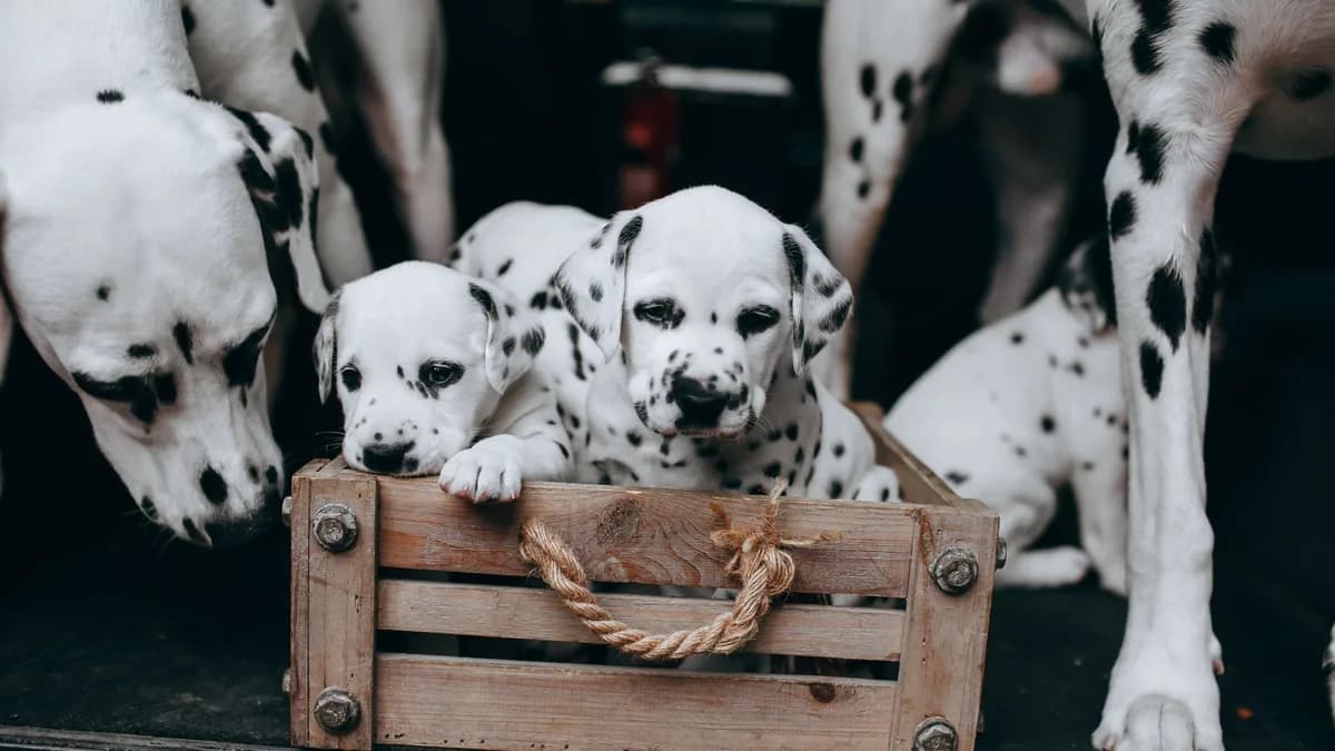 Köpek Tuvalet Eğitimi Nasıl Verilir? yazısının kapak görseli