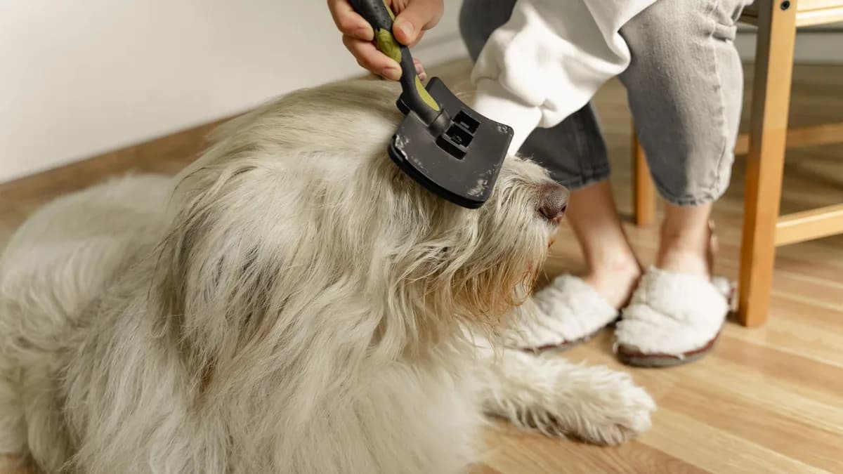 Köpek Tüy Bakımı ve Tımar Rehberi yazısının kapak görseli
