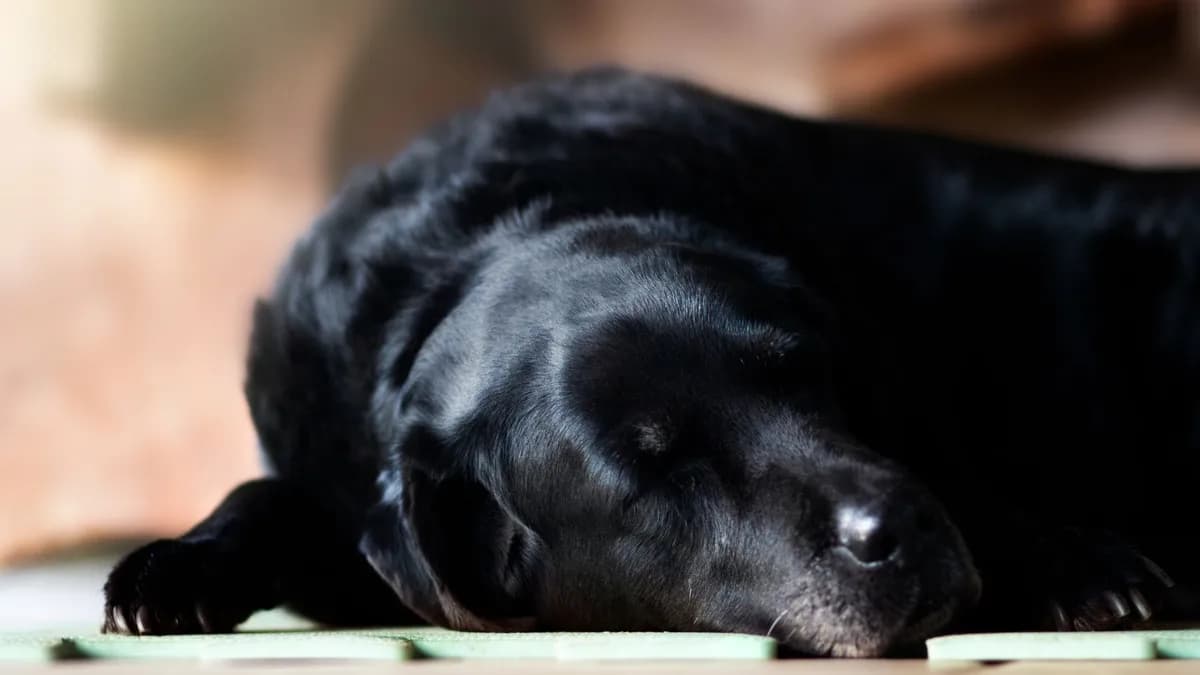 Köpeklerde Besin Alerjisi: Belirtileri ve Beslenme yazısının kapak görseli
