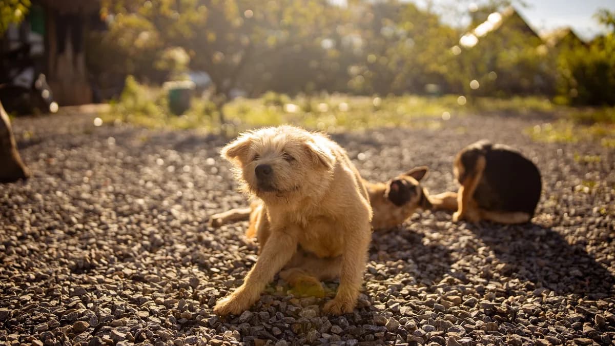 Köpeklerde Deri Hastalıkları ve Tüy Sağlığı yazısının kapak görseli