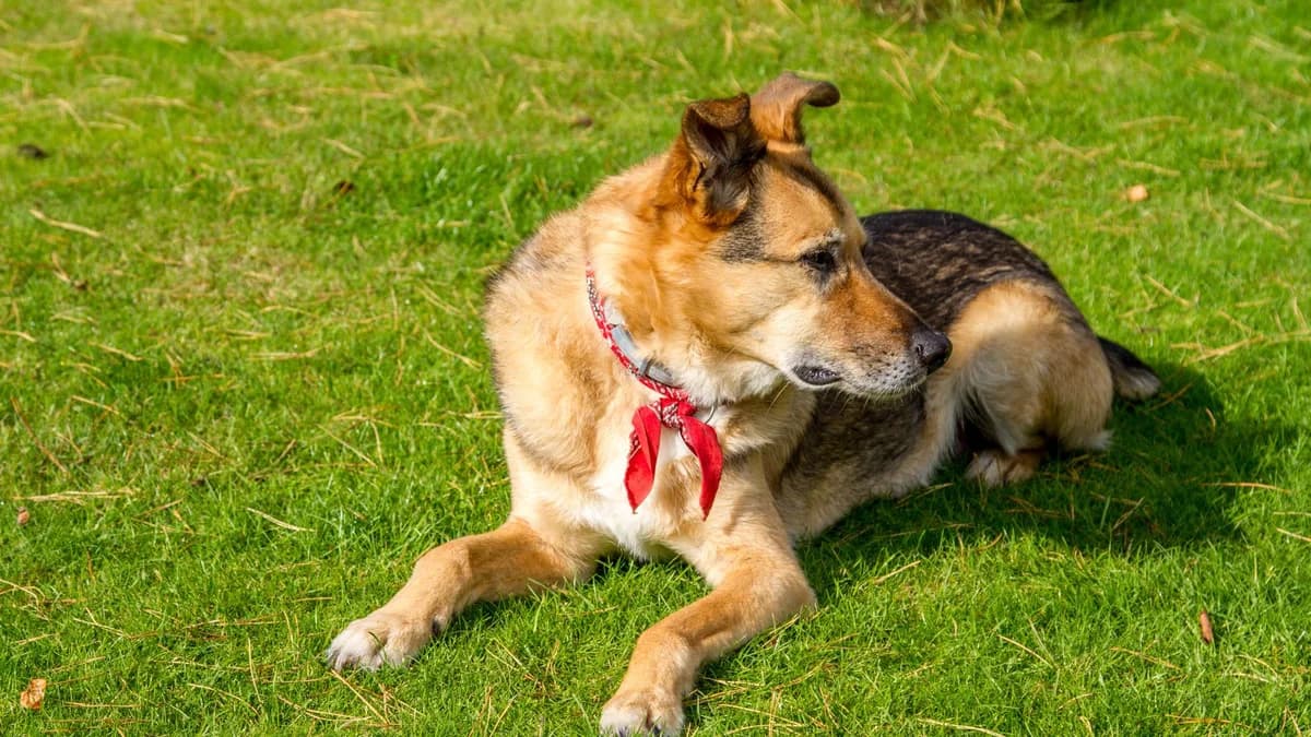 Köpeklerde Kabızlık Nasıl Geçer? yazısının kapak görseli