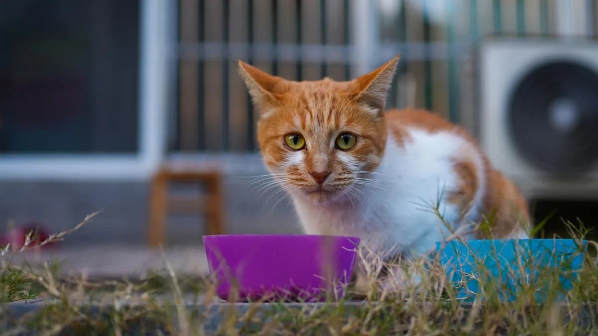 Yavru Kedi Günde Kaç Kez Beslenmeli? yazısının kapak görseli