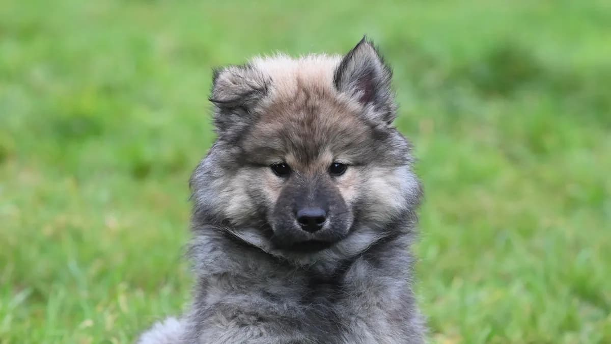 Yavru Köpek Bakımı: Yeni Sahipler İçin Rehber yazısının kapak görseli