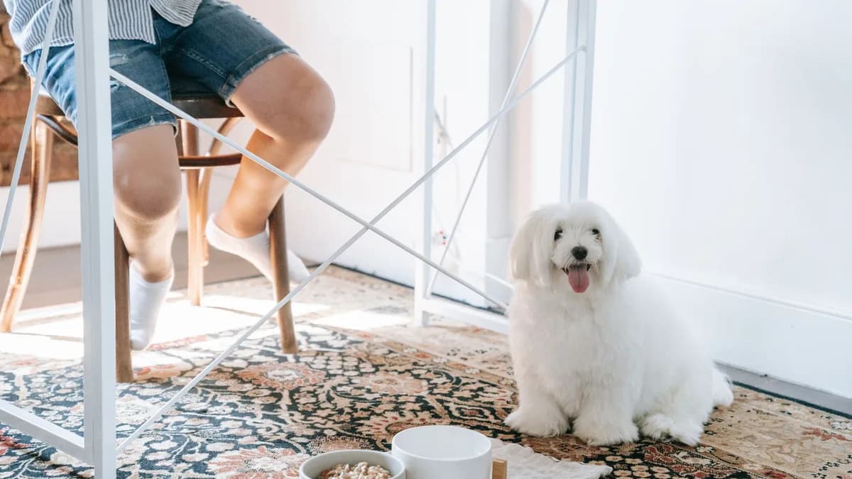 Yavru Köpek Beslenme Tablosu: Yaşa ve Kiloya Göre Mama Miktarı yazısının kapak görseli