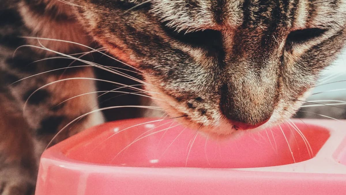 Yetişkin Kedi Maması Seçimi ve Beslenmesi yazısının kapak görseli