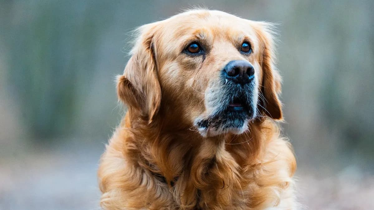 Golden Retriever Maması ve Beslenmesi yazısının kapak görseli