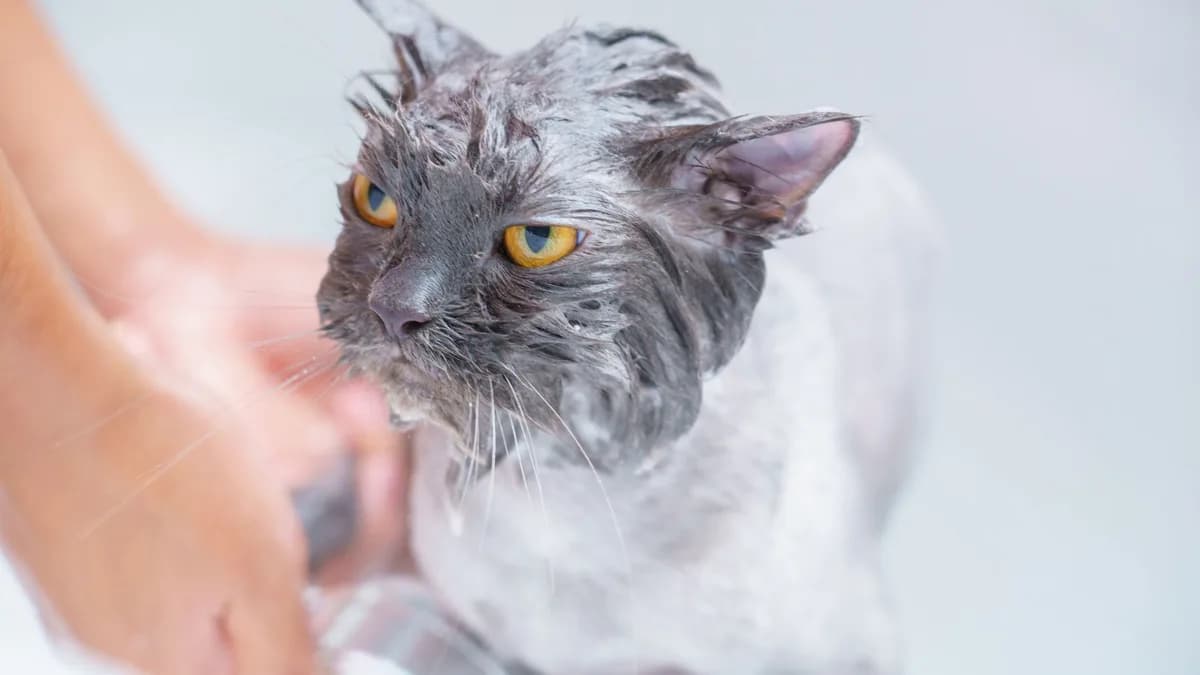 Kedi Banyosu Nasıl Yapılır? Kedi Yıkama Rehberi yazısının kapak görseli