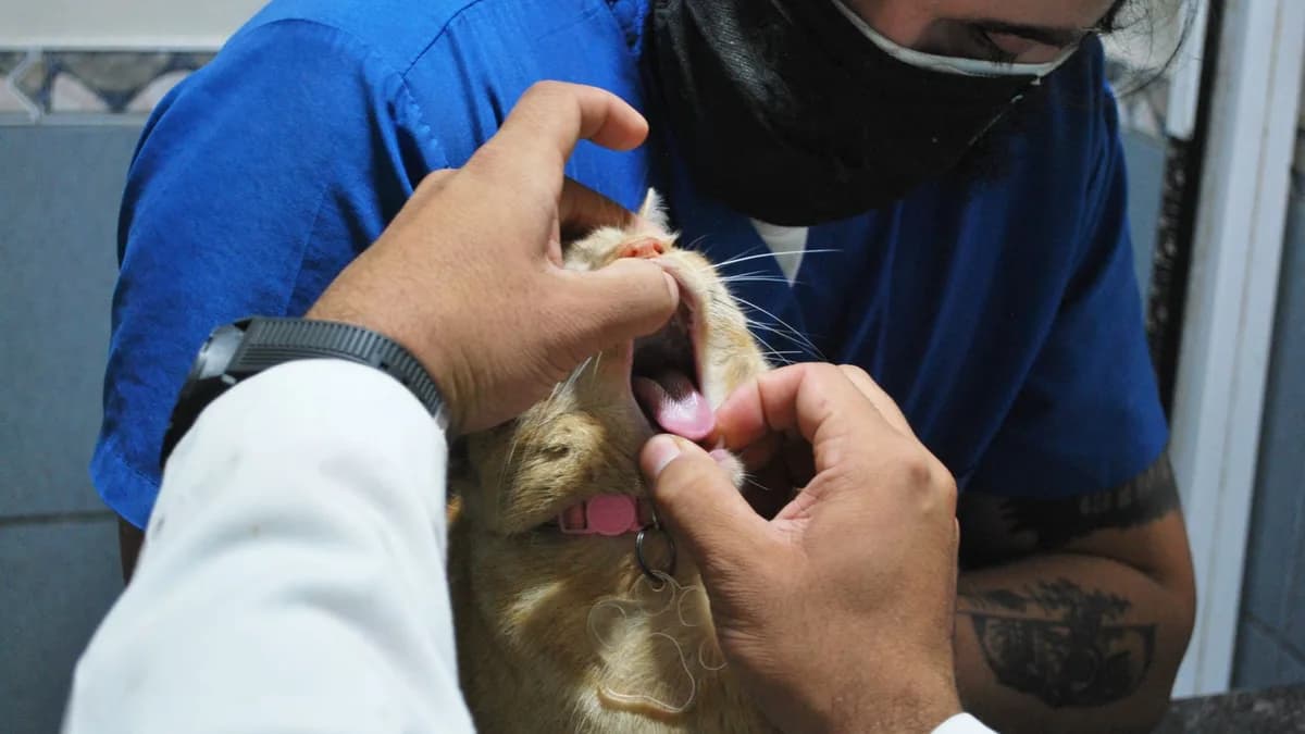 Kedi Diş Temizliği ve Ağız Bakımı yazısının kapak görseli