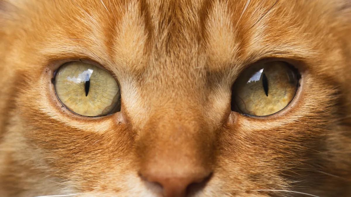 Kedi Kulak ve Göz Temizliği yazısının kapak görseli