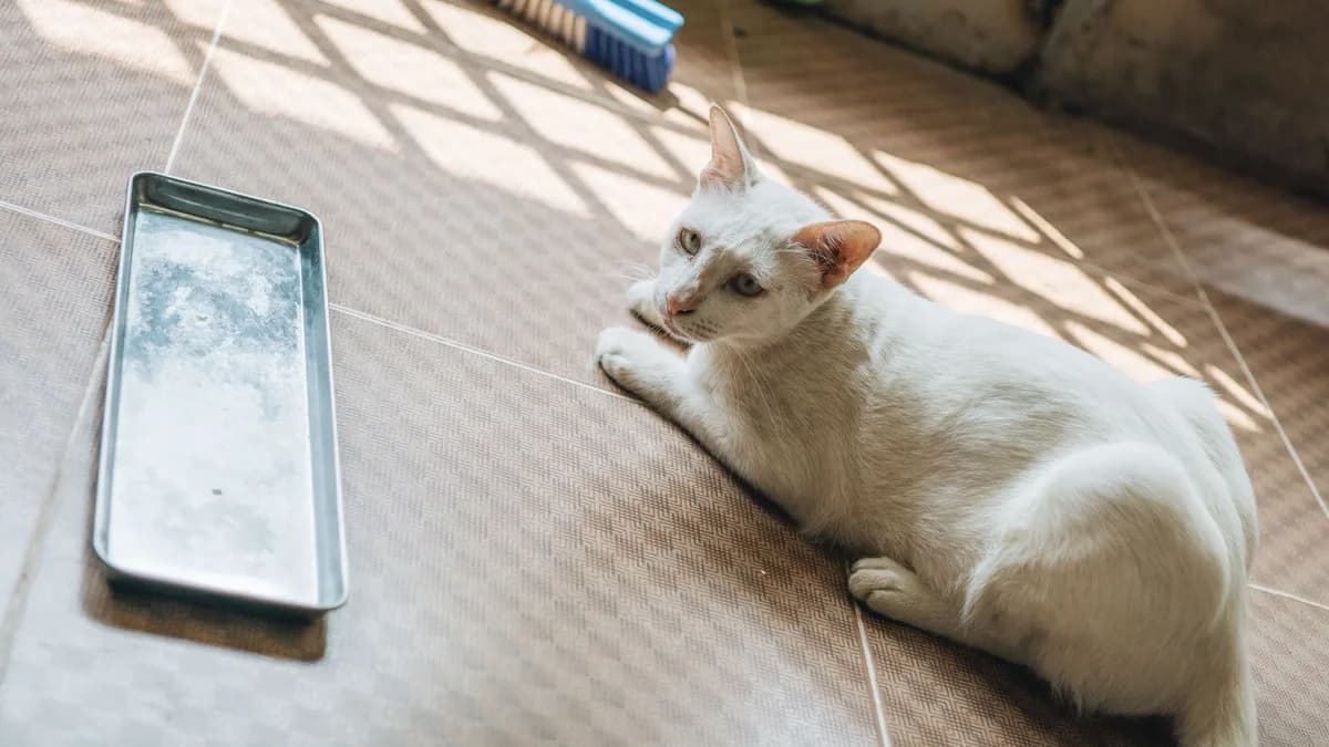 Kedi Kumu Seçimi ve Tuvalet Alışkanlığı Rehberi yazısının kapak görseli