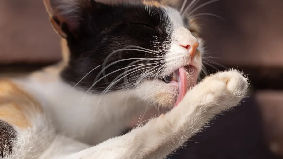 Kedi Malt Macunu Nedir, Ne İşe Yarar? yazısının kapak görseli