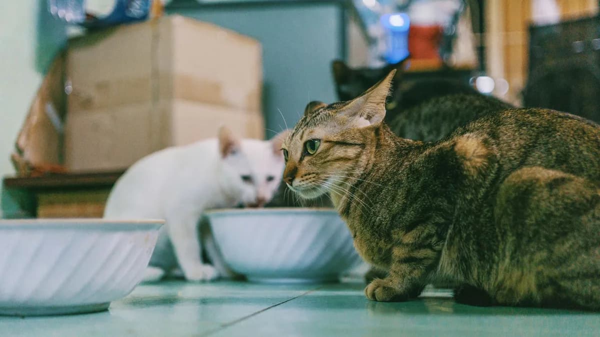 Kedi Maması Nasıl Seçilir? Doğru Mama Rehberi yazısının kapak görseli