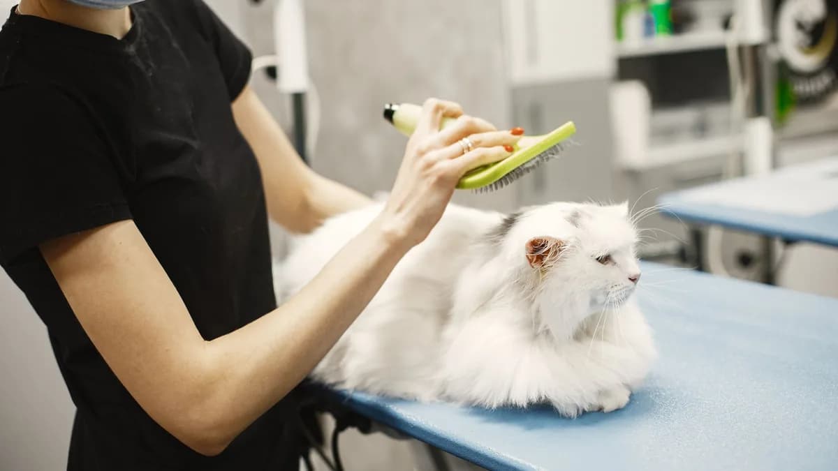 Kedi Tüy Bakımı ve Tarama Rehberi yazısının kapak görseli