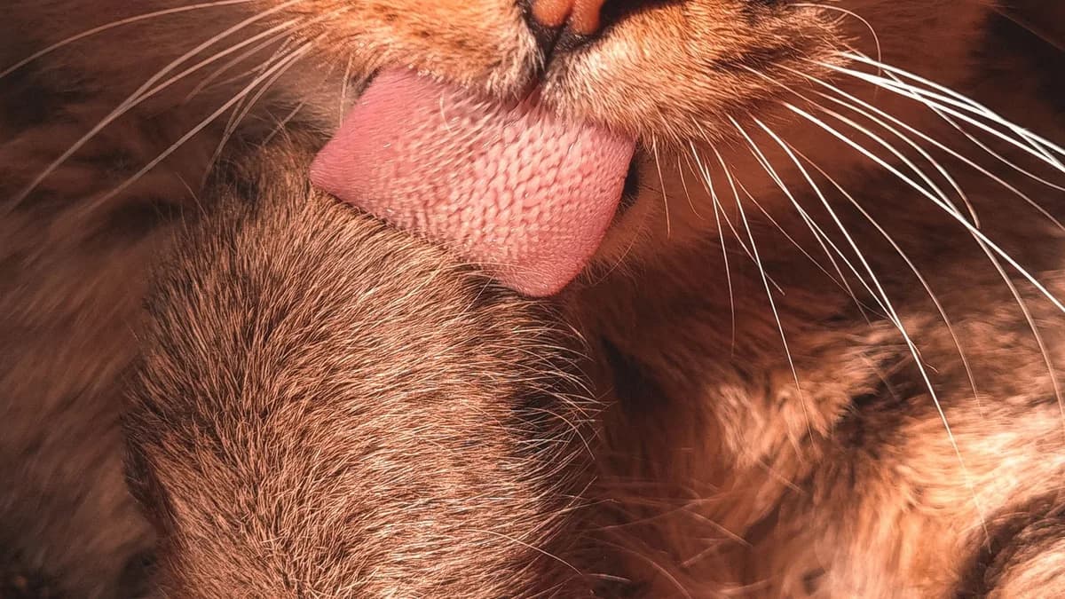 Kedi Tüy Yumağı Sorunu ve Önlenmesi yazısının kapak görseli