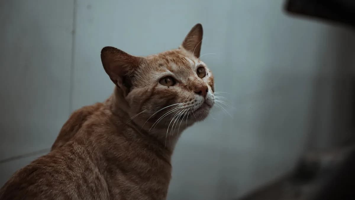 Kedim Neden Mama Yemiyor? İştahsızlık Nedenleri yazısının kapak görseli