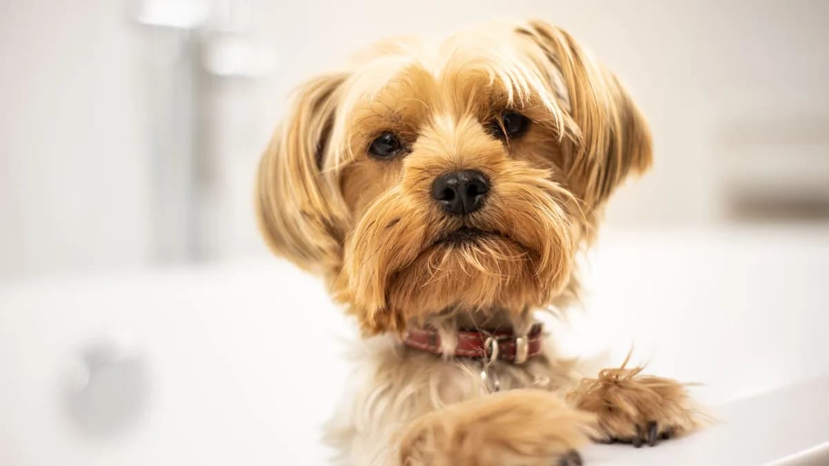 Köpek Banyosu ve Yıkama Rehberi yazısının kapak görseli