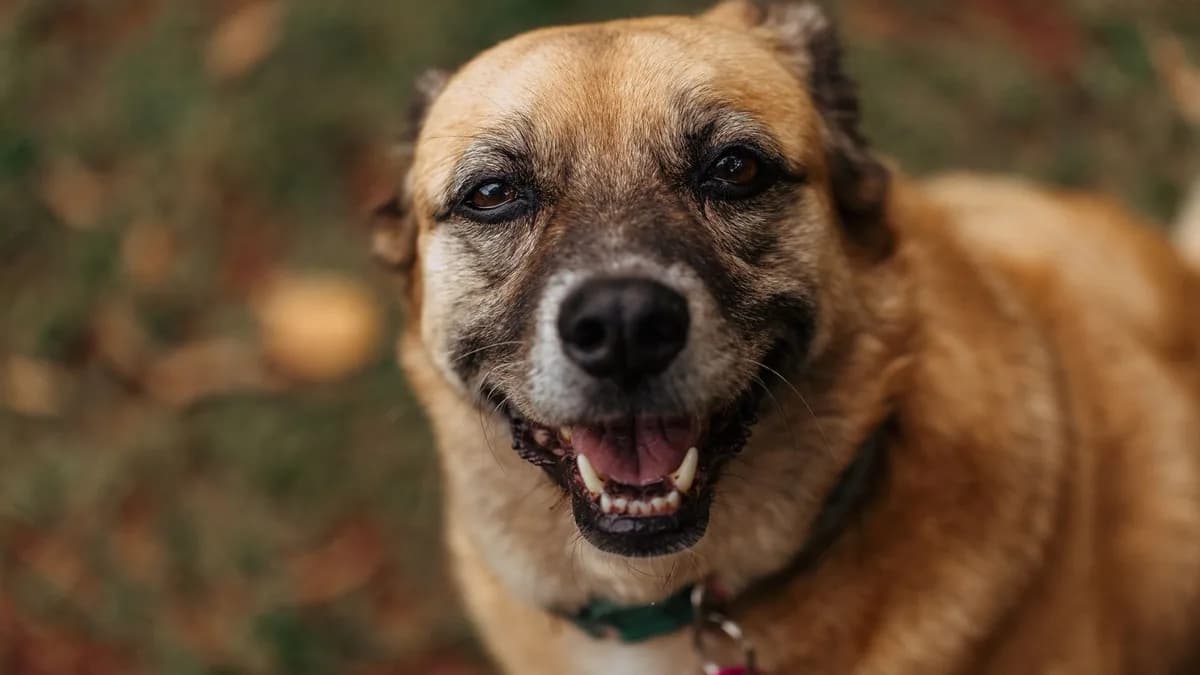 Köpek Diş Temizliği ve Ağız Bakımı yazısının kapak görseli