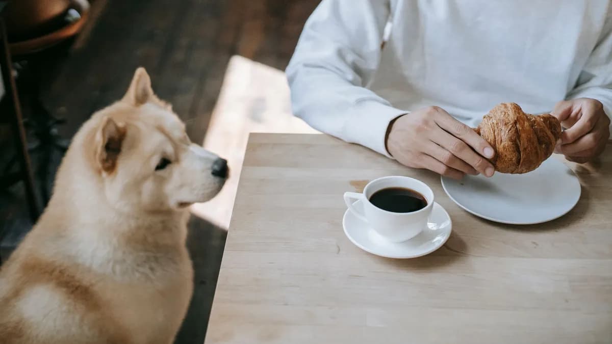 Köpeğe İnsan Yemeği Verilir mi? Köpekler İçin Yasak Besinler yazısının kapak görseli