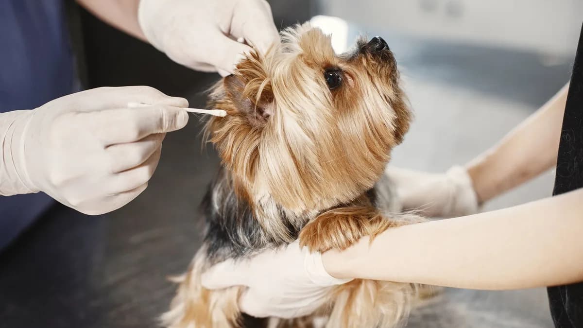 Köpek Kulak ve Göz Temizliği yazısının kapak görseli