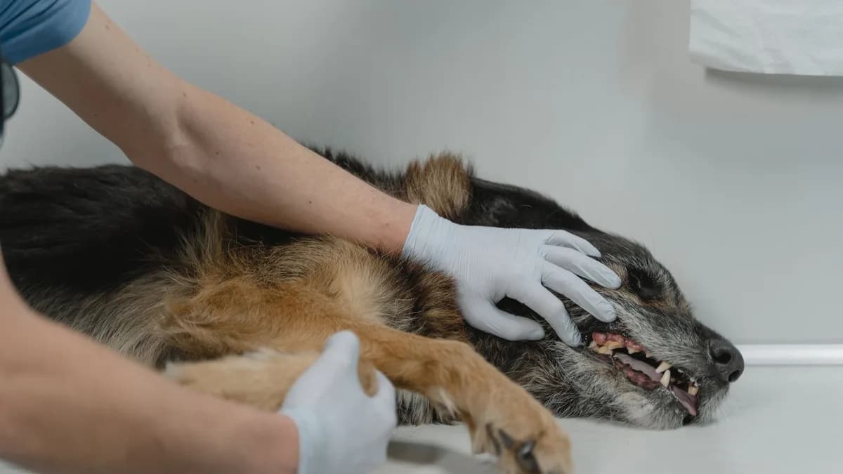 Köpeklerde İshal: Nedenleri ve Beslenme Önerileri yazısının kapak görseli