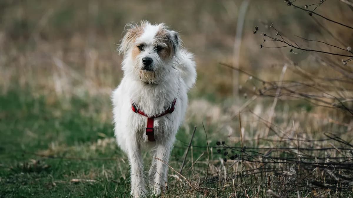 Terrier Irkı Köpek Maması ve Beslenmesi yazısının kapak görseli