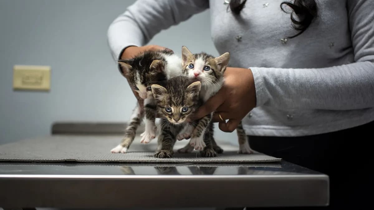 Yavru Kedi Bakımı: Yeni Sahipler İçin Rehber yazısının kapak görseli