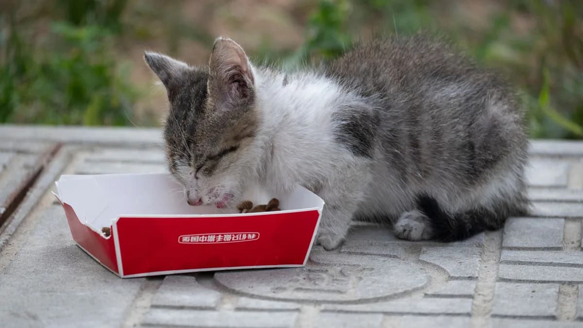 Yavru Kedi Maması: Ne Zaman ve Nasıl Verilir? yazısının kapak görseli