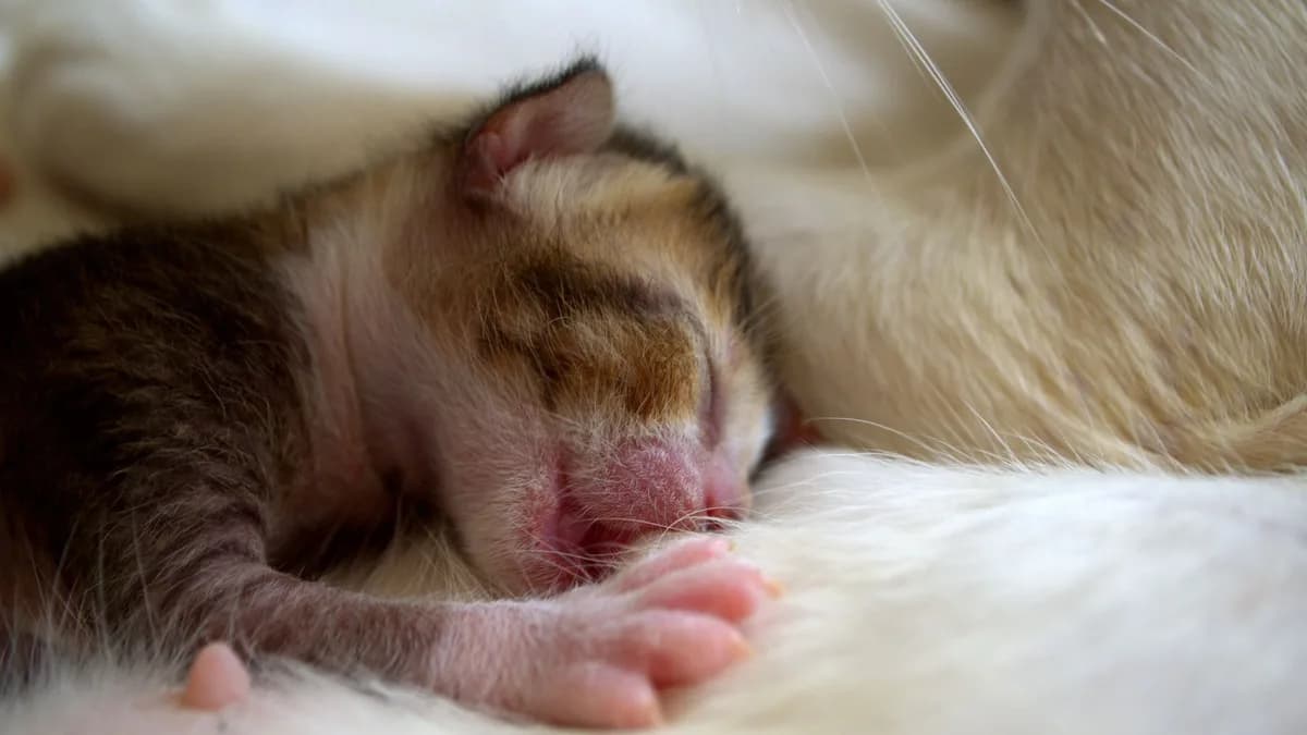 Yeni Doğan Yavru Kedi Bakımı ve Beslenmesi yazısının kapak görseli